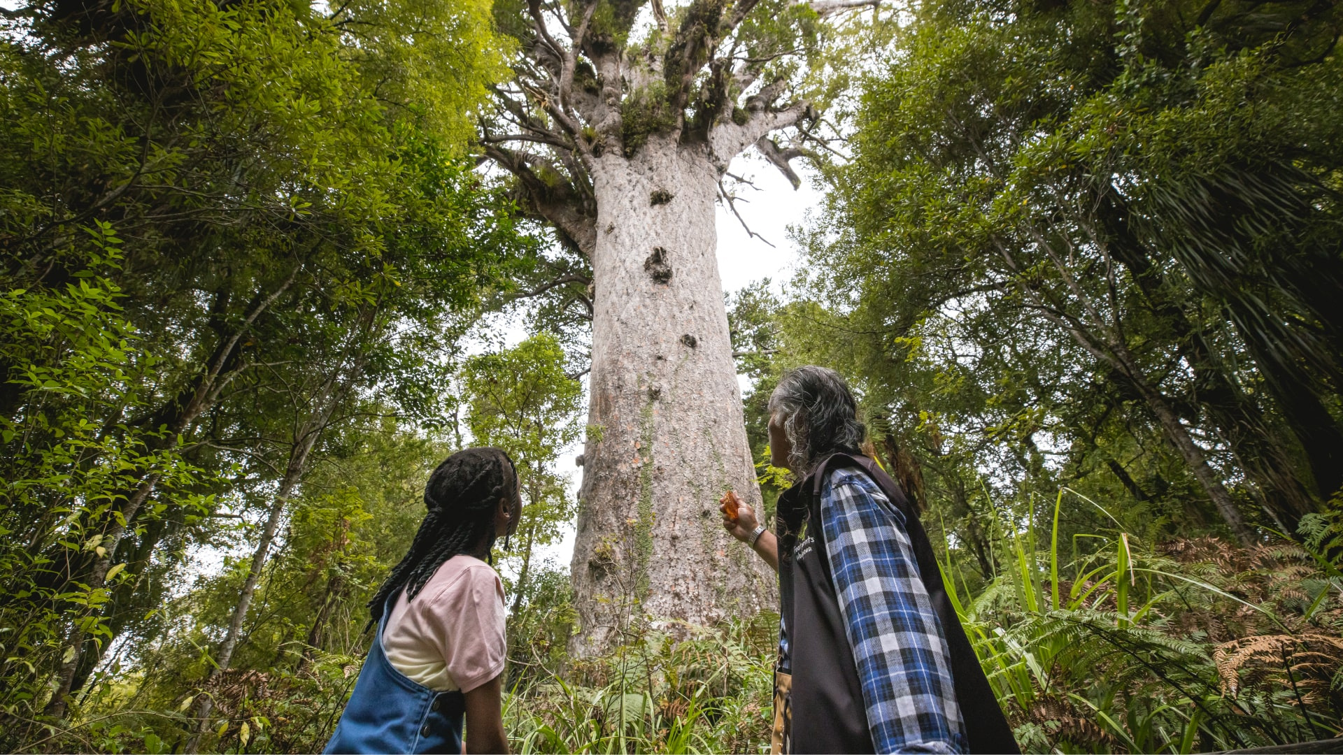 hero-large-tane-mahuta